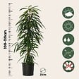 PLANT IN A BOX - Ficus pleureur - Ficus binnendijkii - Hauteur 100-110cm - ⌀21cm - vignette