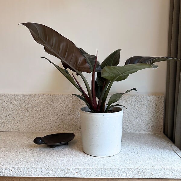 PLANT IN A BOX - Plante verte - Philodendron 'Imperial Red' - Hauteur 50cm - ⌀19cm - large