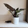 PLANT IN A BOX - Plante verte - Philodendron 'Imperial Red' - Hauteur 50cm - ⌀19cm - vignette