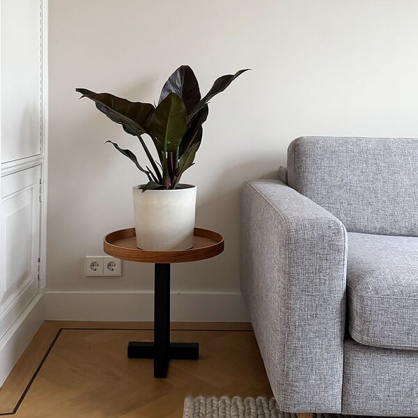 PLANT IN A BOX - Plante verte - Philodendron 'Imperial Red' - Hauteur 50cm - ⌀19cm - large