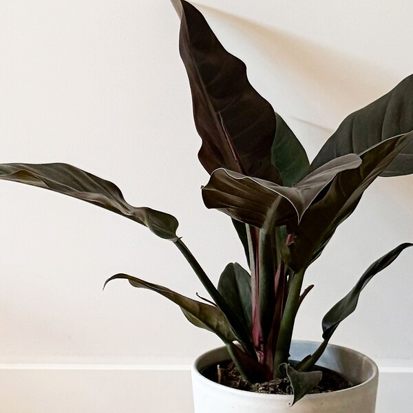 PLANT IN A BOX - Plante verte - Philodendron 'Imperial Red' - Hauteur 50cm - ⌀19cm - large