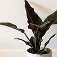 PLANT IN A BOX - Plante verte - Philodendron 'Imperial Red' - Hauteur 50cm - ⌀19cm - vignette