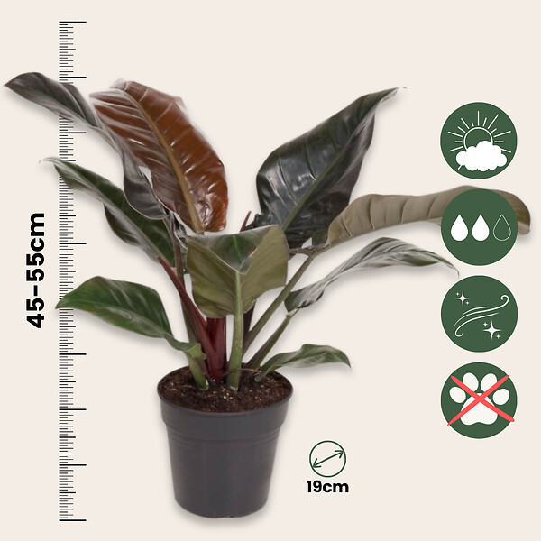 PLANT IN A BOX - Plante verte - Philodendron 'Imperial Red' - Hauteur 50cm - ⌀19cm - large