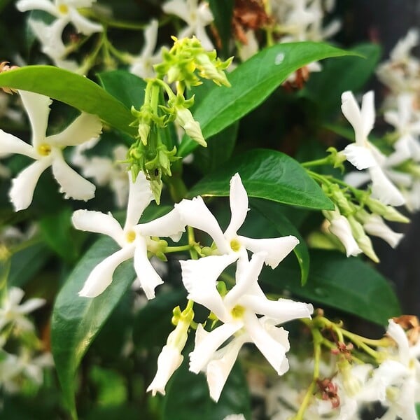 PLANT IN A BOX - Jasmin étoilé - Set de 2 - Trachelospermum jasminoides - H110-120cm - ⌀17cm - large