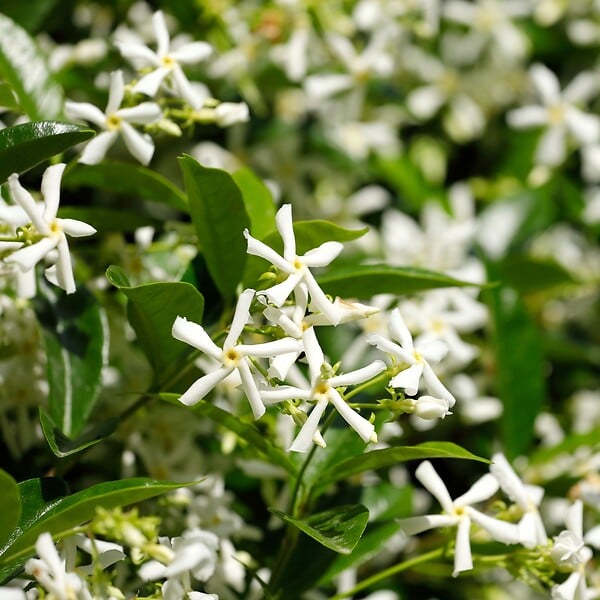 PLANT IN A BOX - Jasmin étoilé - Set de 2 - Trachelospermum jasminoides - H110-120cm - ⌀17cm - large