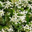 PLANT IN A BOX - Jasmin étoilé - Set de 2 - Trachelospermum jasminoides - H110-120cm - ⌀17cm - vignette