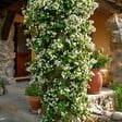 PLANT IN A BOX - Jasmin étoilé - Set de 2 - Trachelospermum jasminoides - H110-120cm - ⌀17cm - vignette