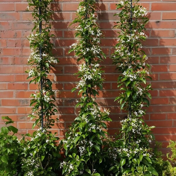 PLANT IN A BOX - Jasmin étoilé - Set de 2 - Trachelospermum jasminoides - H110-120cm - ⌀17cm - large