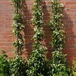 PLANT IN A BOX - Jasmin étoilé - Set de 2 - Trachelospermum jasminoides - H110-120cm - ⌀17cm - vignette