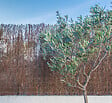 SICATEC - Brande de bruyère naturelle – Densité moyenne – Ecolo Inox - 2x3m - vignette