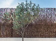 SICATEC - Clôture osier naturel - 1.5x3 m - vignette