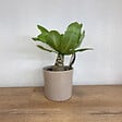 PLANT IN A BOX - Palmier hawaïen - Set de 2 - Brighamia 'Insignis' - Hauteur 25-35cm - ⌀12cm - vignette