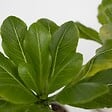 PLANT IN A BOX - Palmier hawaïen - Set de 2 - Brighamia 'Insignis' - Hauteur 25-35cm - ⌀12cm - vignette