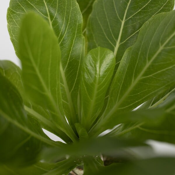 PLANT IN A BOX - Palmier hawaïen - Set de 2 - Brighamia 'Insignis' - Hauteur 25-35cm - ⌀12cm - large