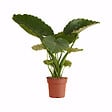 BLOOMIQUE - Alocasia Gageana California - Oreille d'éléphant - Plante d'intérieur - H. 60-80 cm - vignette