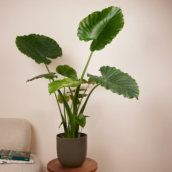 BLOOMIQUE - Alocasia Gageana California - Oreille d'éléphant - Plante d'intérieur - H. 60-80 cm - large