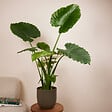 BLOOMIQUE - Alocasia Gageana California - Oreille d'éléphant - Plante d'intérieur - H. 60-80 cm - vignette