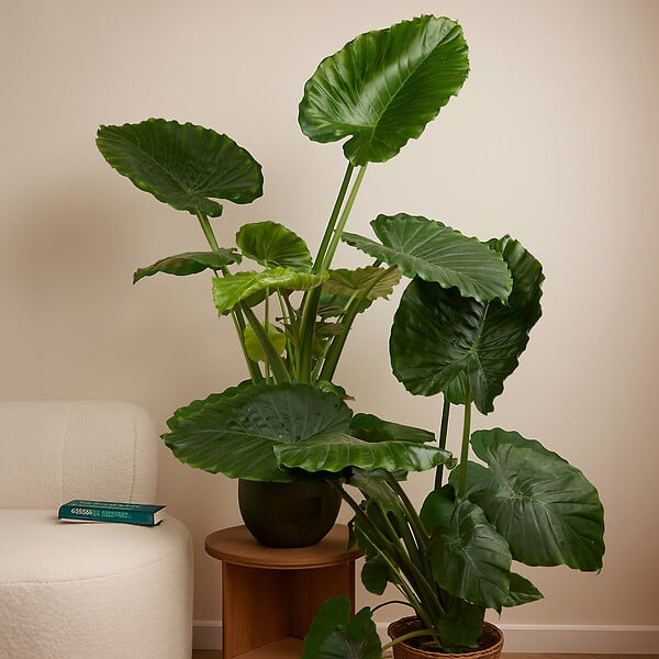 BLOOMIQUE - Alocasia Gageana California - Oreille d'éléphant - Plante d'intérieur - H. 60-80 cm - large