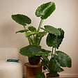 BLOOMIQUE - Alocasia Gageana California - Oreille d'éléphant - Plante d'intérieur - H. 60-80 cm - vignette