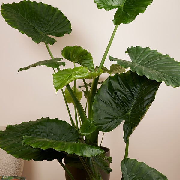 BLOOMIQUE - Alocasia Gageana California - Oreille d'éléphant - Plante d'intérieur - H. 60-80 cm - large