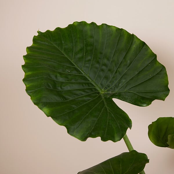 BLOOMIQUE - Alocasia Gageana California - Oreille d'éléphant - Plante d'intérieur - H. 60-80 cm - large