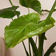 BLOOMIQUE - Alocasia Gageana California - Oreille d'éléphant - Plante d'intérieur - H. 60-80 cm - vignette