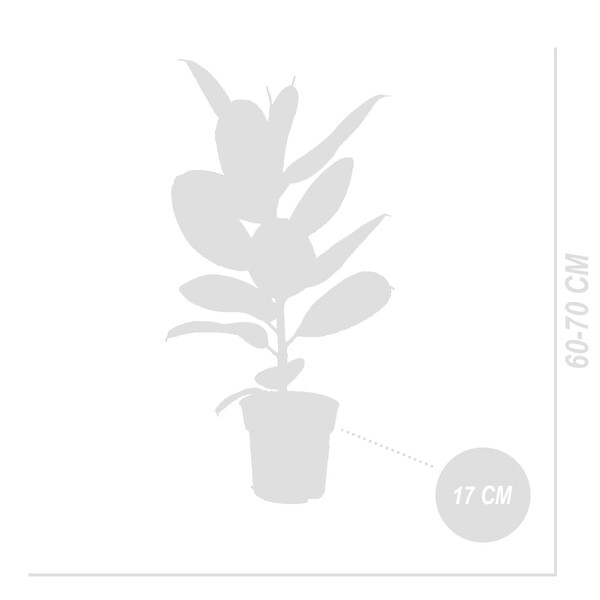 BLOOMIQUE - Lot de 2 - Ficus Elastica Robusta - Hévéa - Plante à caoutchouc - H. 50-60 cm - P. 17 cm - large