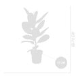 BLOOMIQUE - Lot de 2 - Ficus Elastica Robusta - Hévéa - Plante à caoutchouc - H. 50-60 cm - P. 17 cm - vignette