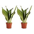 BLOOMIQUE - Lot de 2 - Sansevieria Moonshine - Langue de belle-mère - Plantes d'intérieur - H. 30-40 cm - vignette