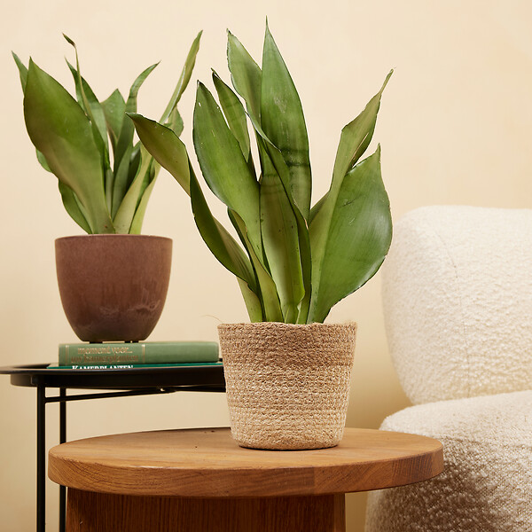 BLOOMIQUE - Lot de 2 - Sansevieria Moonshine - Langue de belle-mère - Plantes d'intérieur - H. 30-40 cm - large