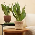 BLOOMIQUE - Lot de 2 - Sansevieria Moonshine - Langue de belle-mère - Plantes d'intérieur - H. 30-40 cm - vignette