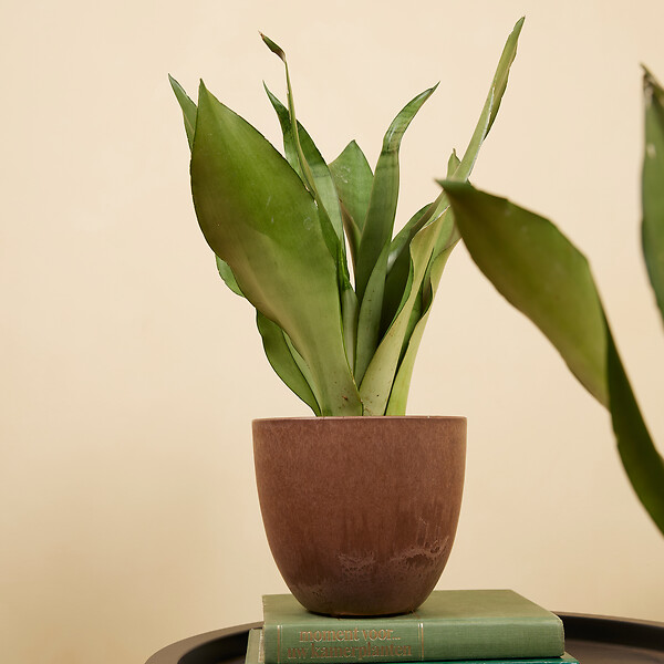 BLOOMIQUE - Lot de 2 - Sansevieria Moonshine - Langue de belle-mère - Plantes d'intérieur - H. 30-40 cm - large