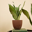 BLOOMIQUE - Lot de 2 - Sansevieria Moonshine - Langue de belle-mère - Plantes d'intérieur - H. 30-40 cm - vignette