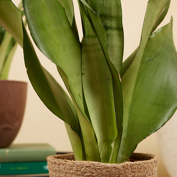 BLOOMIQUE - Lot de 2 - Sansevieria Moonshine - Langue de belle-mère - Plantes d'intérieur - H. 30-40 cm - large