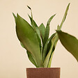 BLOOMIQUE - Lot de 2 - Sansevieria Moonshine - Langue de belle-mère - Plantes d'intérieur - H. 30-40 cm - vignette