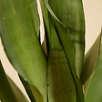 BLOOMIQUE - Lot de 2 - Sansevieria Moonshine - Langue de belle-mère - Plantes d'intérieur - H. 30-40 cm - vignette