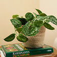 BLOOMIQUE - Scindapsus Pictus - Silvervine - Plante retombante - H. 15-20 cm - P. 12 cm - vignette