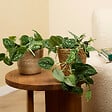 BLOOMIQUE - Scindapsus Pictus - Silvervine - Plante retombante - H. 15-20 cm - P. 12 cm - vignette