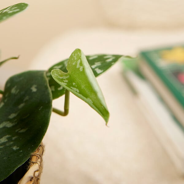 BLOOMIQUE - Scindapsus Pictus - Silvervine - Plante retombante - H. 15-20 cm - P. 12 cm - large