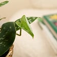 BLOOMIQUE - Scindapsus Pictus - Silvervine - Plante retombante - H. 15-20 cm - P. 12 cm - vignette