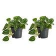 BLOOMIQUE - Lot de 2 - Scindapsus Pictus - Silvervine - Plante suspendue - H. 15-20 cm - P. 12 cm - vignette