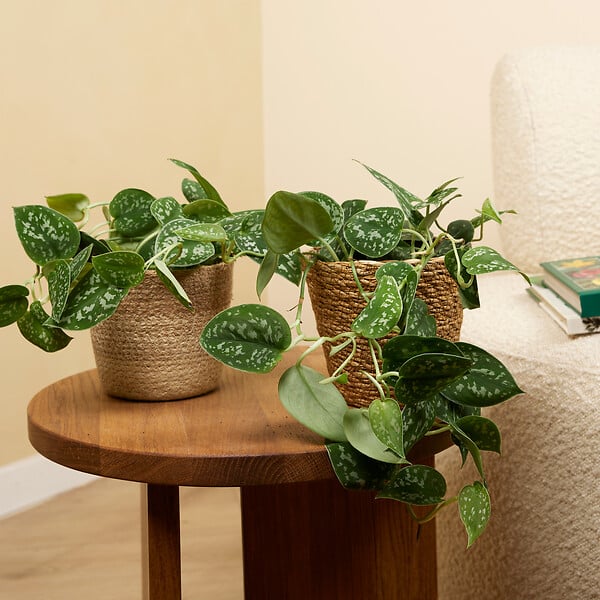 BLOOMIQUE - Lot de 2 - Scindapsus Pictus - Silvervine - Plante suspendue - H. 15-20 cm - P. 12 cm - large