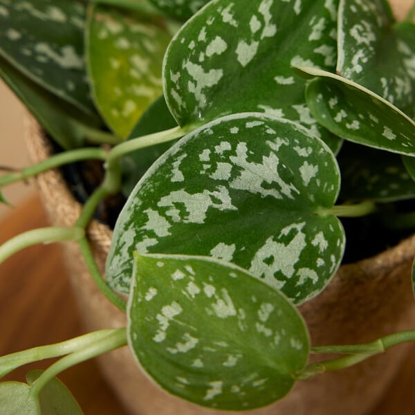 BLOOMIQUE - Lot de 2 - Scindapsus Pictus - Silvervine - Plante suspendue - H. 15-20 cm - P. 12 cm - large
