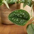 BLOOMIQUE - Lot de 2 - Scindapsus Pictus - Silvervine - Plante suspendue - H. 15-20 cm - P. 12 cm - vignette