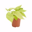 BLOOMIQUE - Scindapsus Epipremnum Golden Photos - Plante retombante - H. 15-20 cm - P. 12 cm - vignette