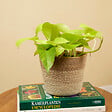 BLOOMIQUE - Scindapsus Epipremnum Golden Photos - Plante retombante - H. 15-20 cm - P. 12 cm - vignette
