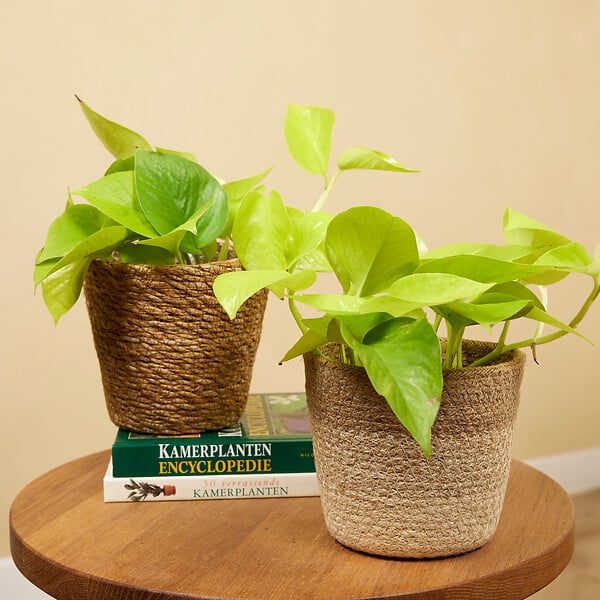 BLOOMIQUE - Scindapsus Epipremnum Golden Photos - Plante retombante - H. 15-20 cm - P. 12 cm - large
