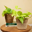 BLOOMIQUE - Scindapsus Epipremnum Golden Photos - Plante retombante - H. 15-20 cm - P. 12 cm - vignette