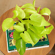 BLOOMIQUE - Scindapsus Epipremnum Golden Photos - Plante retombante - H. 15-20 cm - P. 12 cm - vignette