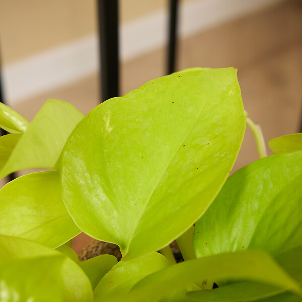 BLOOMIQUE - Scindapsus Epipremnum Golden Photos - Plante retombante - H. 15-20 cm - P. 12 cm - large